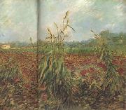 Vincent Van Gogh Green Ears of Wheat (nn04) painting